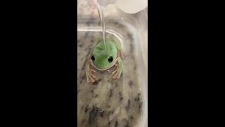 Frog Sits Calmly While Getting Bathed in Water!