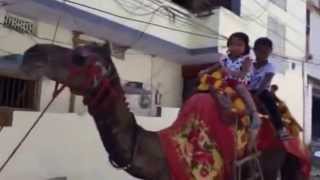 Camel ride makes cry