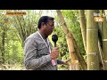 giant bamboo क्या आपने देखा है 80 फीट का बांस जानें इसमें क्या है खास kisan tak