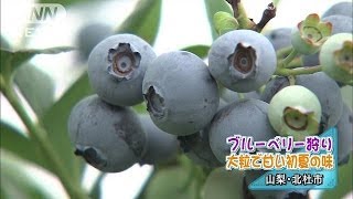 ブルーベリー狩りが最盛期　山梨・北杜市(14/07/13)