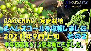 【XYOSSIYのライフチャンネル】2021年９月の様子　その２　ブドウネヘレスコールを収穫しました。