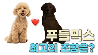 말티푸만 알고 계신가요? 왕신기한 푸들 믹스 10가지 품종 🐩