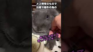 マフマフ【うさぎ飼育】#shorts #うさぎ #うさぎ飼育 #うさぎの多頭飼い #ネザーランドドワーフ #ロップイヤー #bunny #rabbit