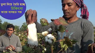 নতুন হাইব্রিড জাতের তুলা চাষ পদ্ধতি/cotton cultivation