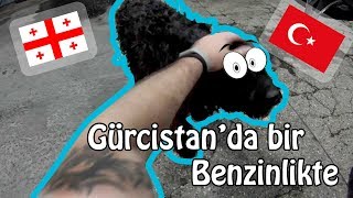 Gürcistan benzinlik geyiği | 2017