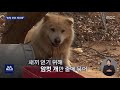 오늘 이 뉴스 개 사체·유골 방치 …처참한 개 농장 2021.04.01 뉴스데스크 mbc