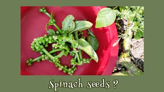 Is 'Spinach Seeds' edible? 😲😳