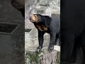 おやつ持ってないの～ マレーグマのマーサ 《天王寺動物園》