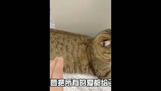 流浪猫和宠物猫第一次争宠，把女主人乐坏了，从来没有这么听话过 #008