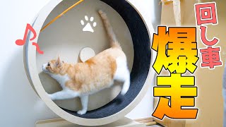 我が家に猫用の回し車が復活しました！まさかのロビンが大爆走？！