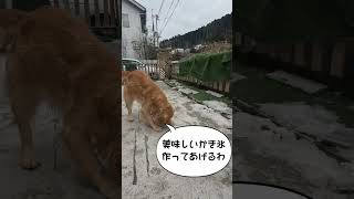 [犬の気持ち]任せといて！！#shorts