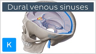 Dural venous sinuses (preview) - Human Anatomy | Kenhub