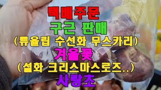 구근 특가판매/겨울꽃(설화 크리스마스로즈)/사랑초