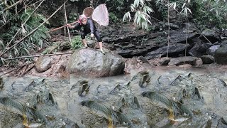 Meet giant fish with fry in a puddle. The girl caught many giant fish. Fish catching skills