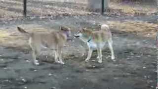 豆柴ポチの日常　番外編06　保護犬と走り回るポチ