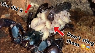 My Giant SCORPION gave birth to Giant babies!!!