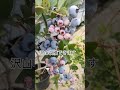 ブルーベリーのチャンドラーを鉢植え栽培でも沢山収穫できる blueberry 家庭菜園 farming