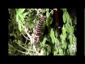 secret life of the lord howe island stick insect