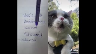 ⚡Tiktok⚡แมวพูดได้ เสียงเหมือนคนพูด