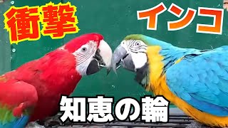 【衝撃】インコが知恵の輪を！？奇跡の瞬間が、、、