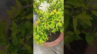 कितना आसान हैं पौधों को ग्रो करना इसके पाँच टिप्स ये रहे 🌸🍃#viral #plants #garden #youtubeshorts 🍃🍃🍃