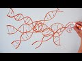 what is the pam a crispr whiteboard lesson