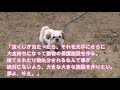 【実家犬と】オカンが子犬を拾ってきた！【ご報告】