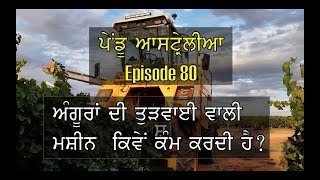 Pendu Australia Episode 80 | Mintu Brar | Grapes Harvesting | Punjabi Travel Show