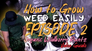 HOW TO GROW WEED EASILY | WILDBERRY RUNTZ: SOIL RECIPES, PLANT TRAINING, CANOPY MAINTENANCE, VEG
