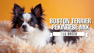 Meet the Boston Peke: A Charming Mix of Boston Terrier and Pekingese!