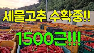 세물고추 수확하고 있습니다, 1500근 예상합니다!! 고추 농사 잘 짓는법 두둥두둥!!