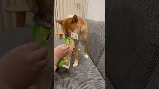 鹿の角が入ってた袋が気になる柴犬むぎ#犬 #柴犬 #子犬 #shibainu #shorts