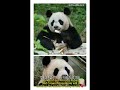 ❤️福宝的邻居在隔壁一直看呢 fubao s neighbor keeps watching 熊猫 panda cute 푸바오 푸바오 animals zoo funny