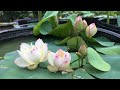 How to have a mini lotus pot with many flowers | how to grow mini lotus at home