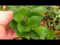 cover crop green manure fall update