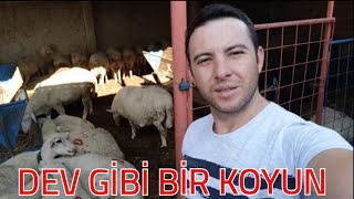 SÜRÜNÜN EN BÜYÜK KOYUNU !! EŞEKLE AYNI BOYDA !!! #giantsheep #biggest #sheep koyun videosu, koyunlar