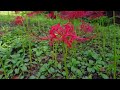 森林公園の彼岸花 4k cluster amaryllis in musashi kyuryo national government park