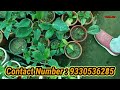 laxmi narayan nursery shikharpur indoor plant succulents cactus bonsai part 2 vorer alo