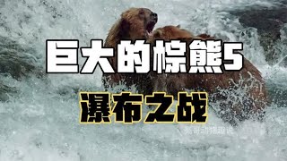 为了争夺最好的抓鱼位置，两头硕大的棕熊展开了凶狠一战