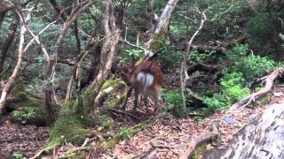 屋久島の縄文杉の近くにいた屋久鹿（ヤクシカ）(21/25)