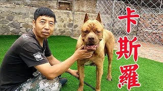 卡斯羅上窩生了九隻小卡，這次沒有上窩肚子大，猜猜這窩能生幾隻【劉哥在農村】