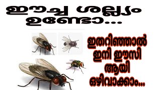 ഈച്ച ശല്ല്യം ഉണ്ടോ... ഇതറിഞ്ഞാൽ ഈസി ആയി ഒഴിവാക്കാം.../ഈ രണ്ടു സാധനങ്ങൾ മാത്രം മതി /sanu's dream