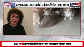 Pune | पुण्याच्या हडपसरमध्ये धक्कादायक प्रकार; एकाच घरामध्ये तब्बल, 350 मांजरी, मनपाची नोटीस