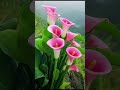 top 5 beautiful flowers short video nature flowers garden beautifulnature