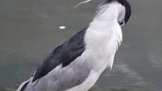 鳥舞集～夜鷺