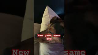 Happy new year 🎊🎆🎈 #funny #newyear #2025 #cute #dog #trends #shorts #fyp #celebration #funny