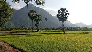 ഗ്രാമ ഭംഗി 💚💚