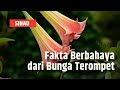 Fakta Berbahaya Bunga Terompet yang Orang Belum Banyak Tahu | SINAU