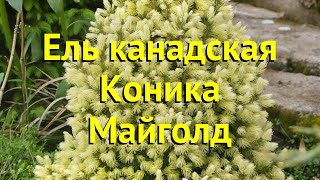 Ель канадская Коника Майголд. Краткий обзор, описание характеристик picea glauca Conica Maigold