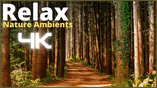 Música Relaxante Ambientes Naturais🌳Relaxing Music Nature Ambients